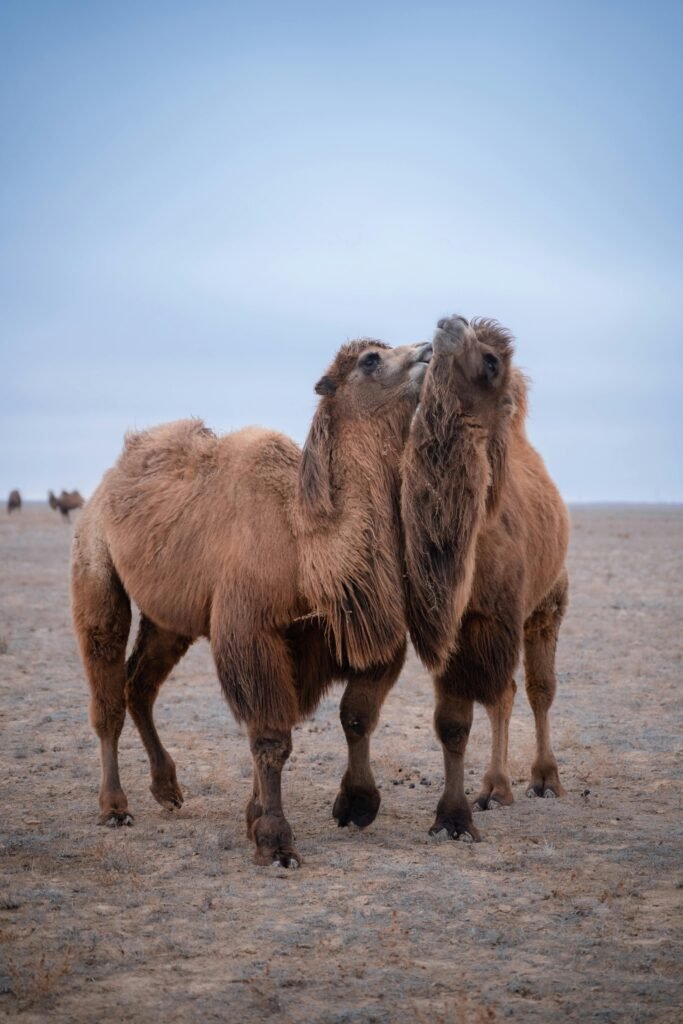 pexels-photo-11119052-11119052 Two Bactrian camels playfully embrace in the barren landscape of Kazakhstan.